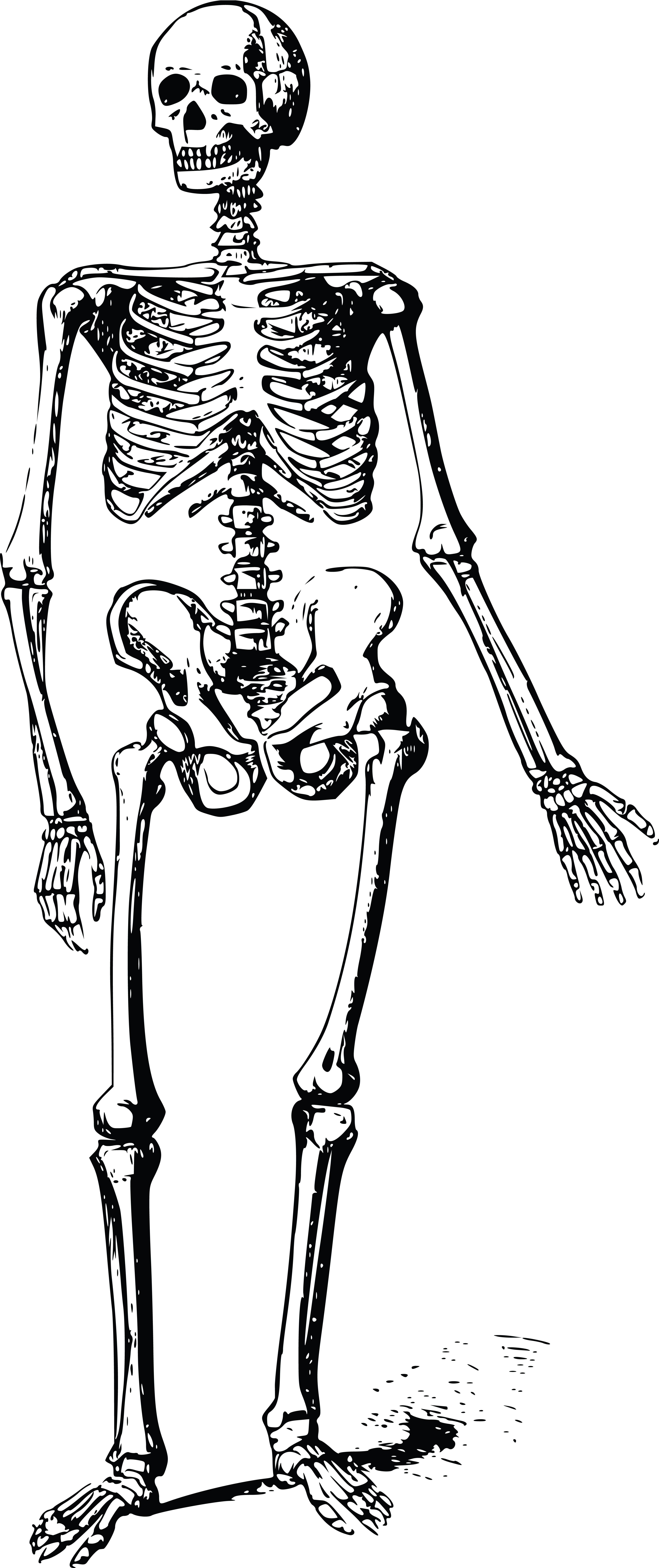 Free Clipart Of A skeleton