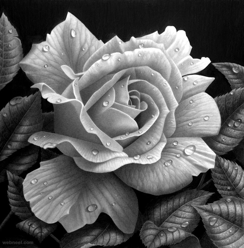 25 Beautiful Rose Drawings and Paintings for your inspiration