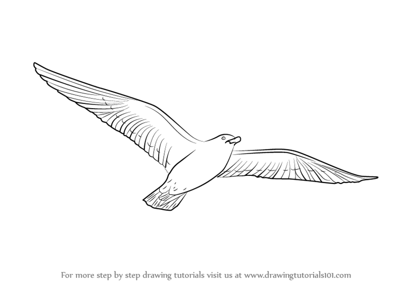 Learn How to Draw a Flying Bird (Birds) Step by Step Drawing Tutorials
