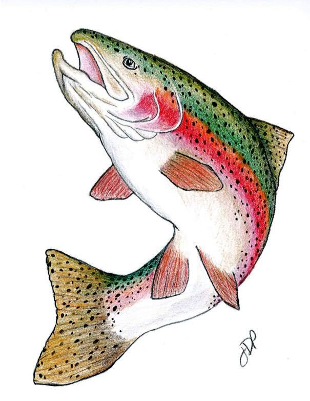 Trout Drawing at GetDrawings Free download