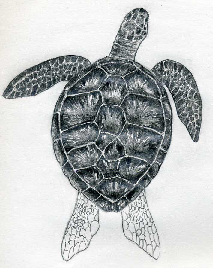 How To Draw A Turtle