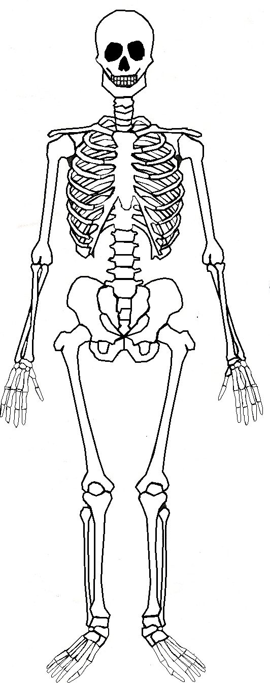 Skeletal System Drawing at GetDrawings Free download