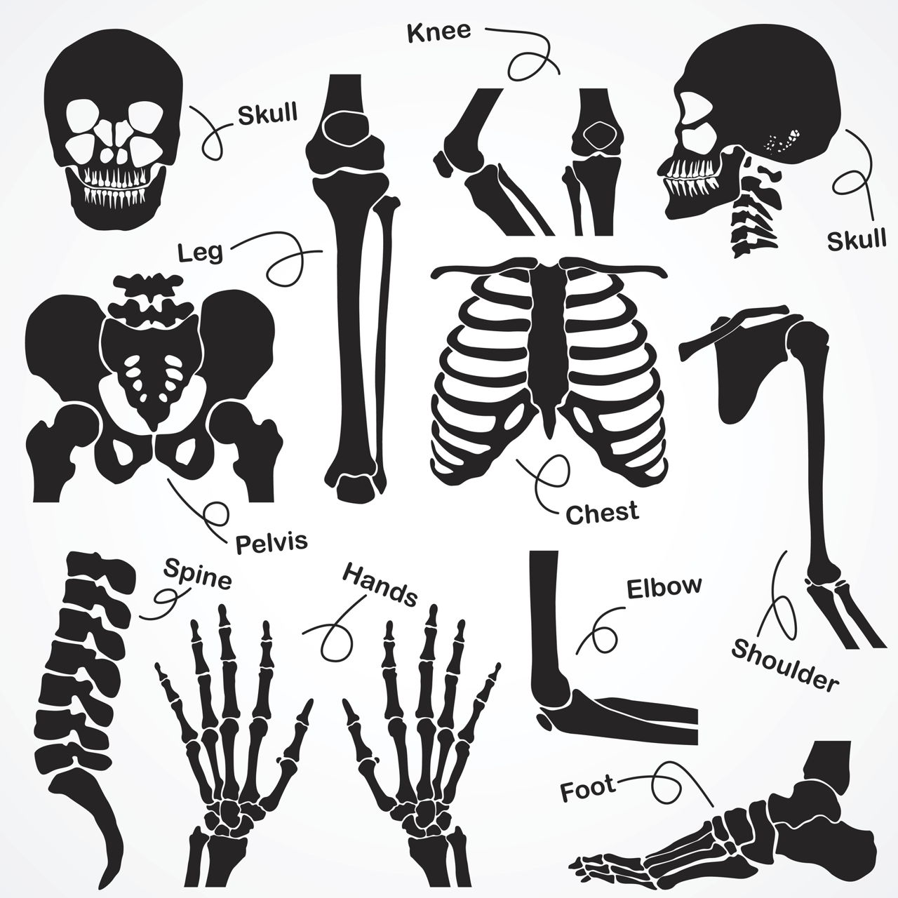 Skeletal System Drawing at GetDrawings Free download