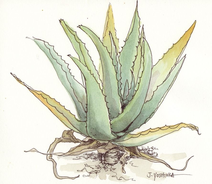 Fine art print reproduction of an aloe vera plant watercolor painting