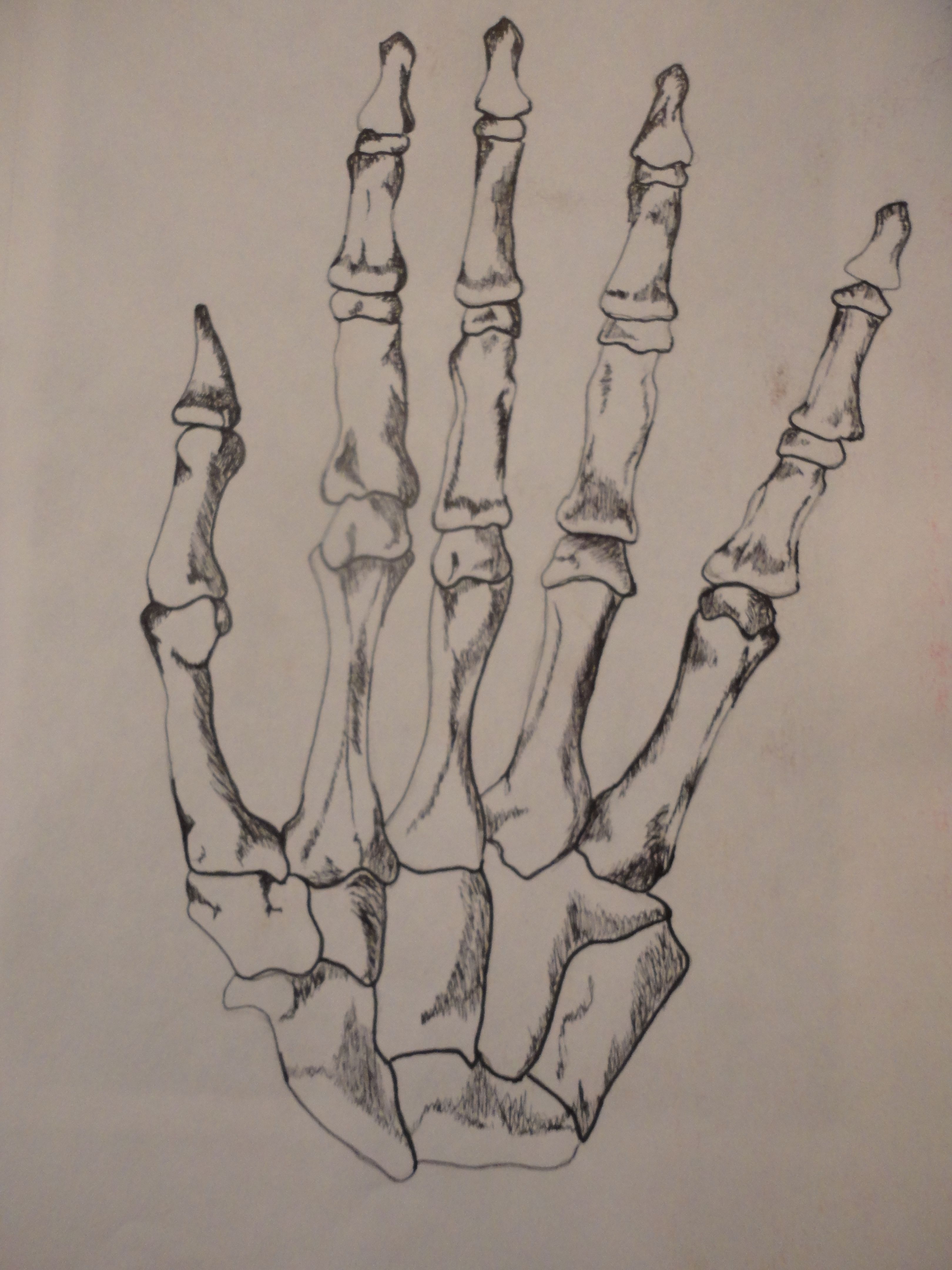 skeleton hand drawing Skeleton hands drawing, How to draw hands, Drawings