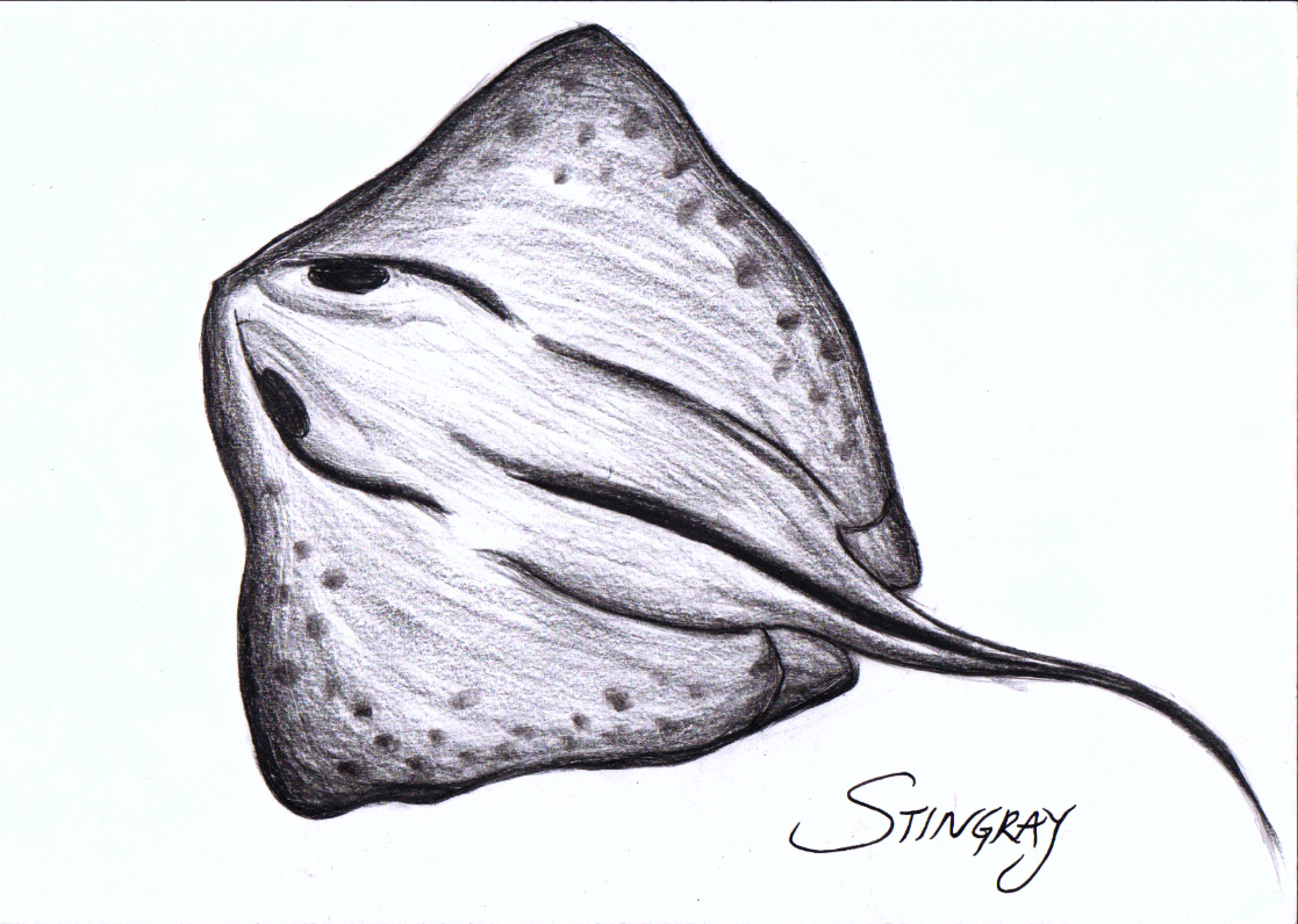 Stingray Drawing