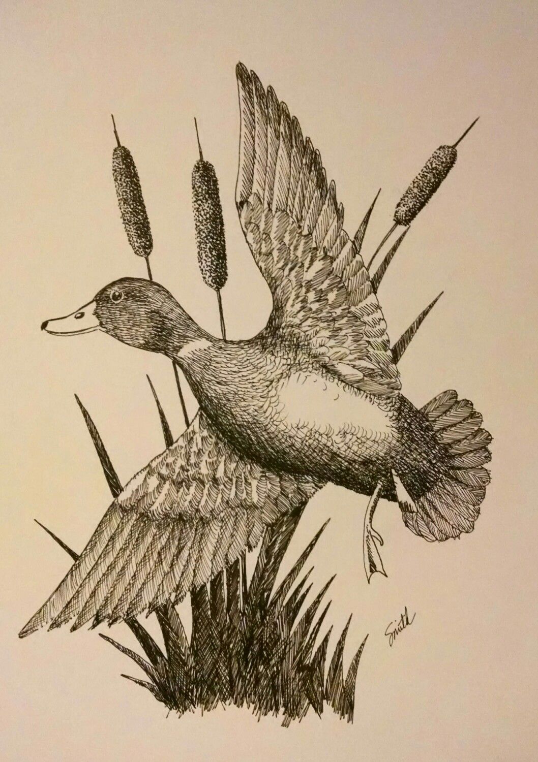Drake Mallard Duck illustration in pen & ink. Hunting Drawings, Bird