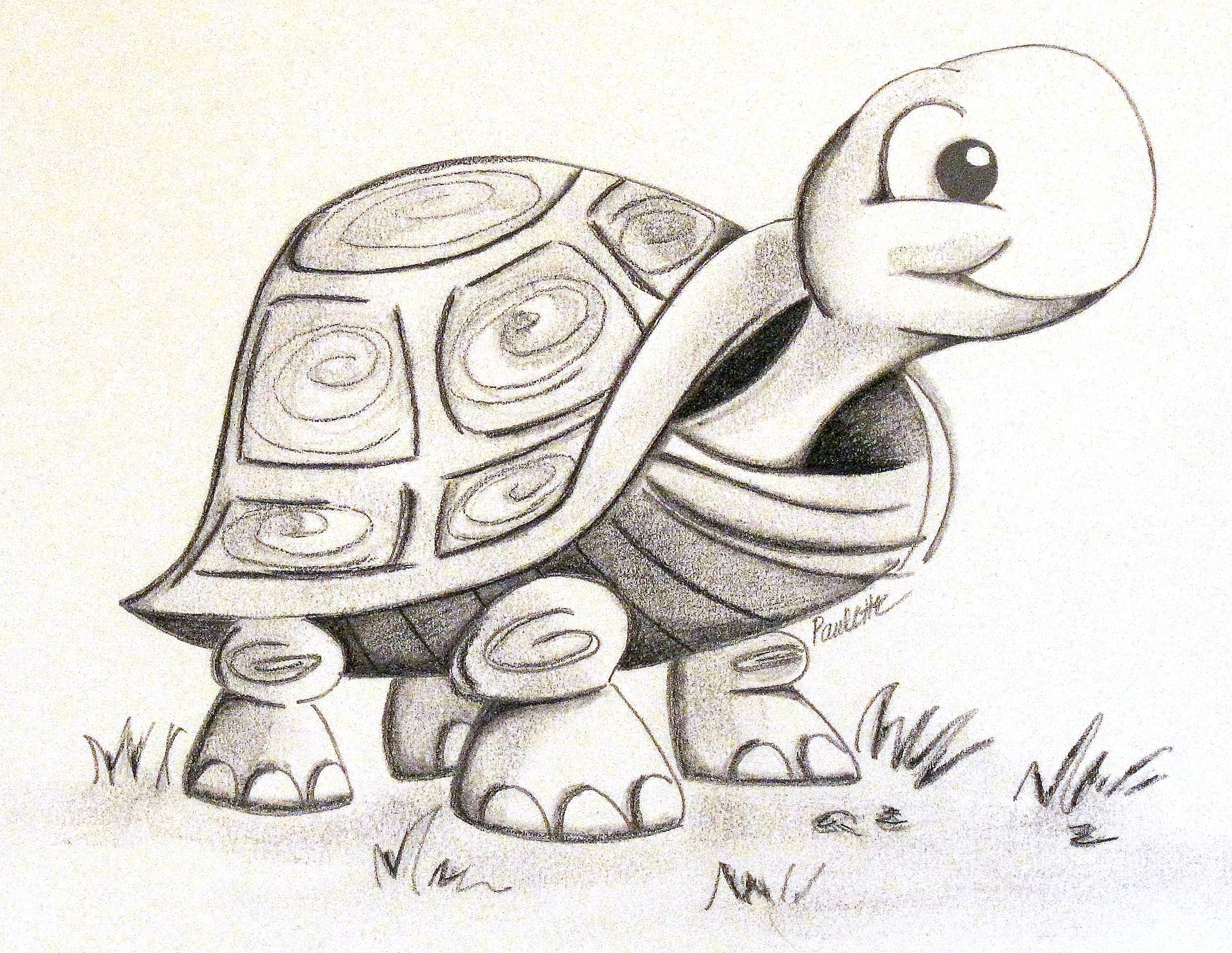 Black and white graphite and charcoal drawing of a turtle Cute turtle