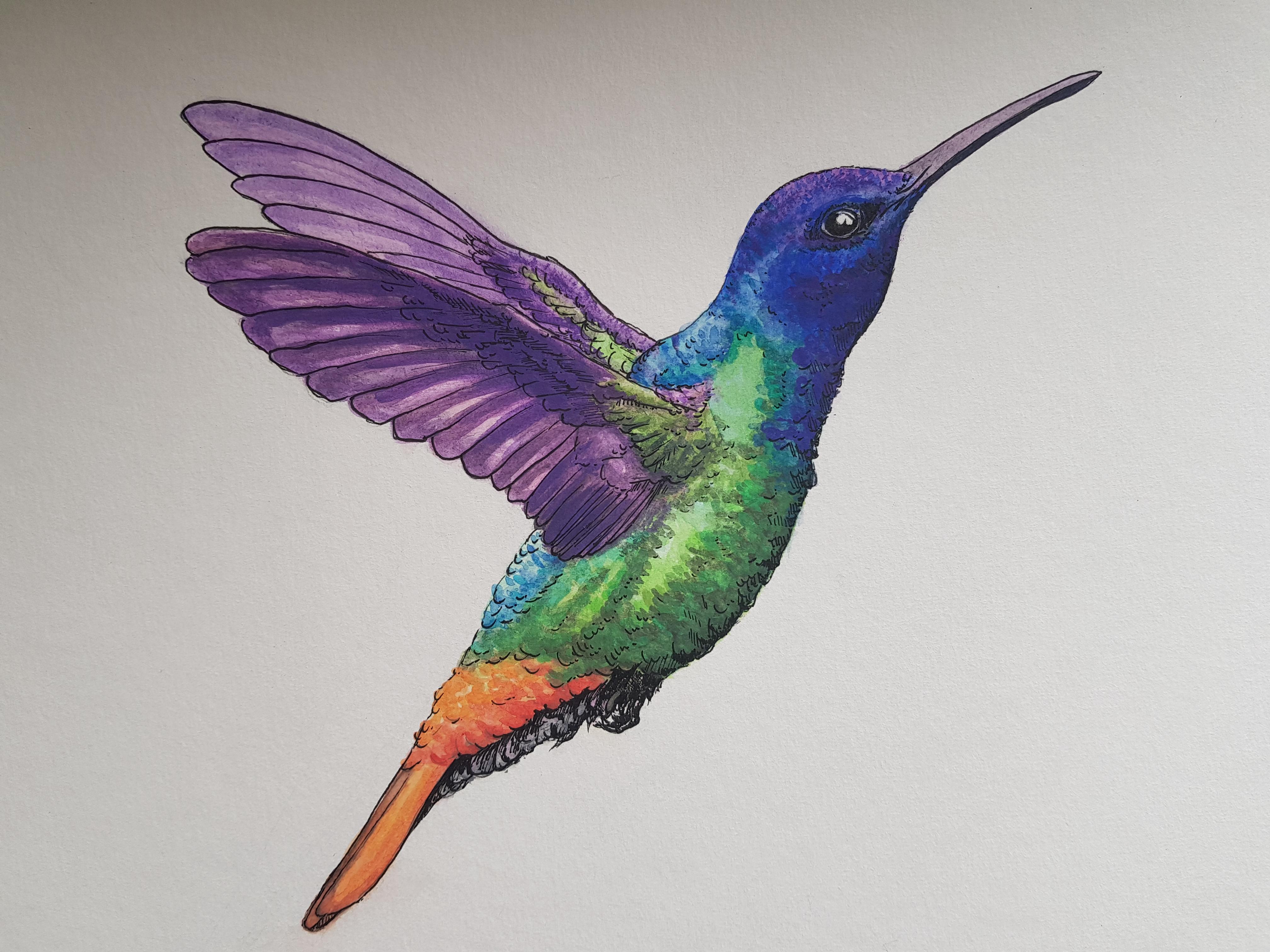 Hummingbird r/drawing