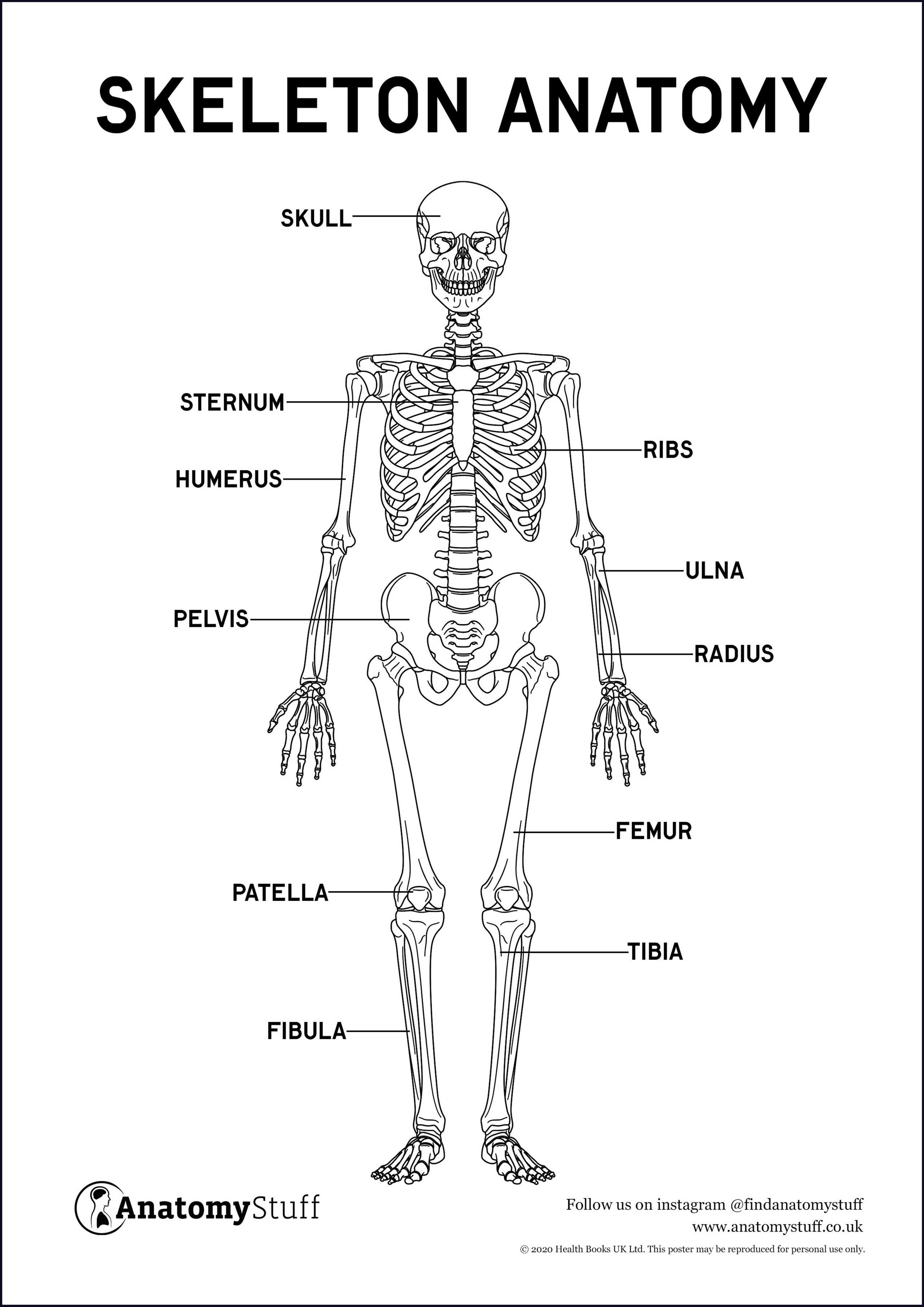 Skeleton Anatomy Poster PDF