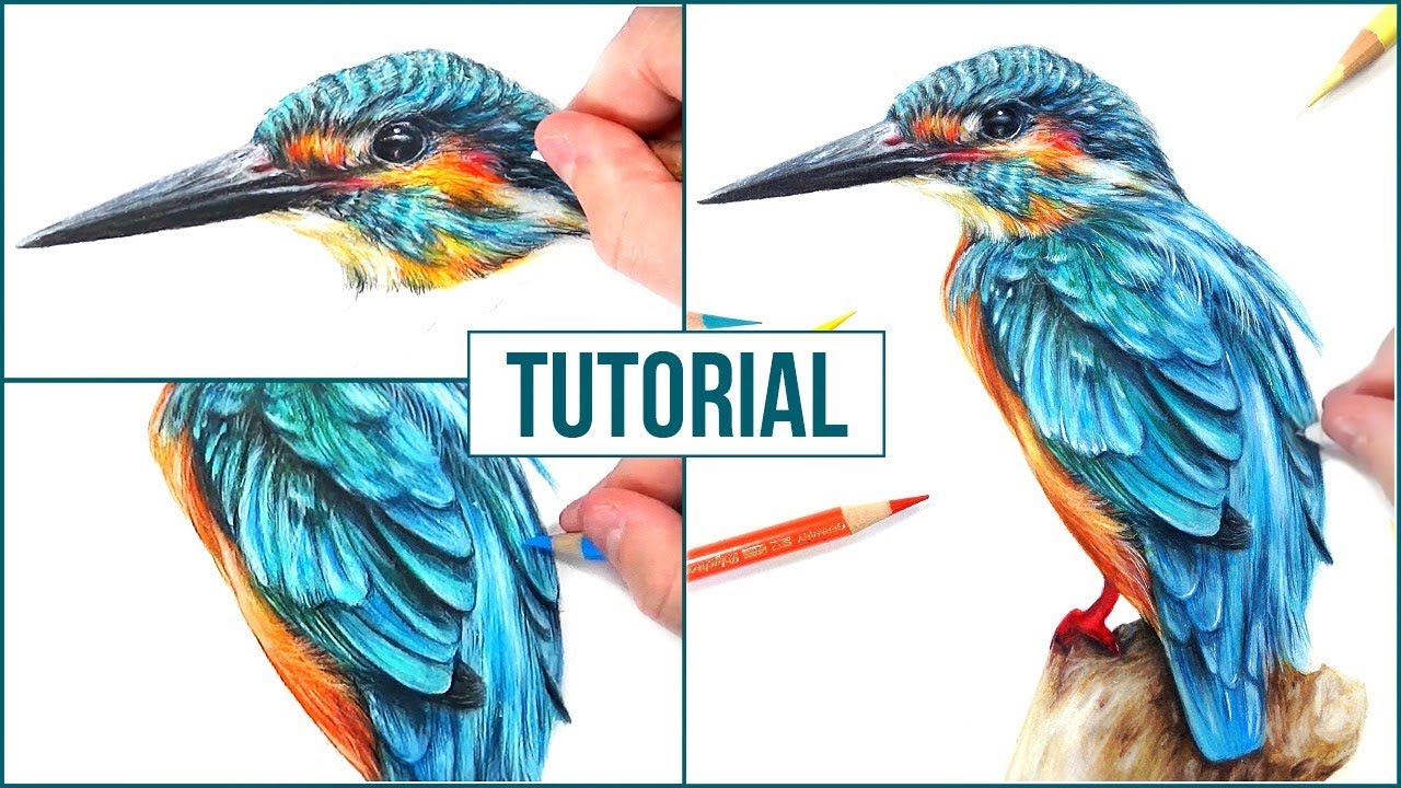 Drawing Using Colour Pencils bestpencildrawing