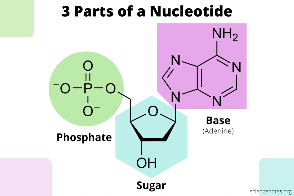 What Are the Three Parts of a Nucleotide?