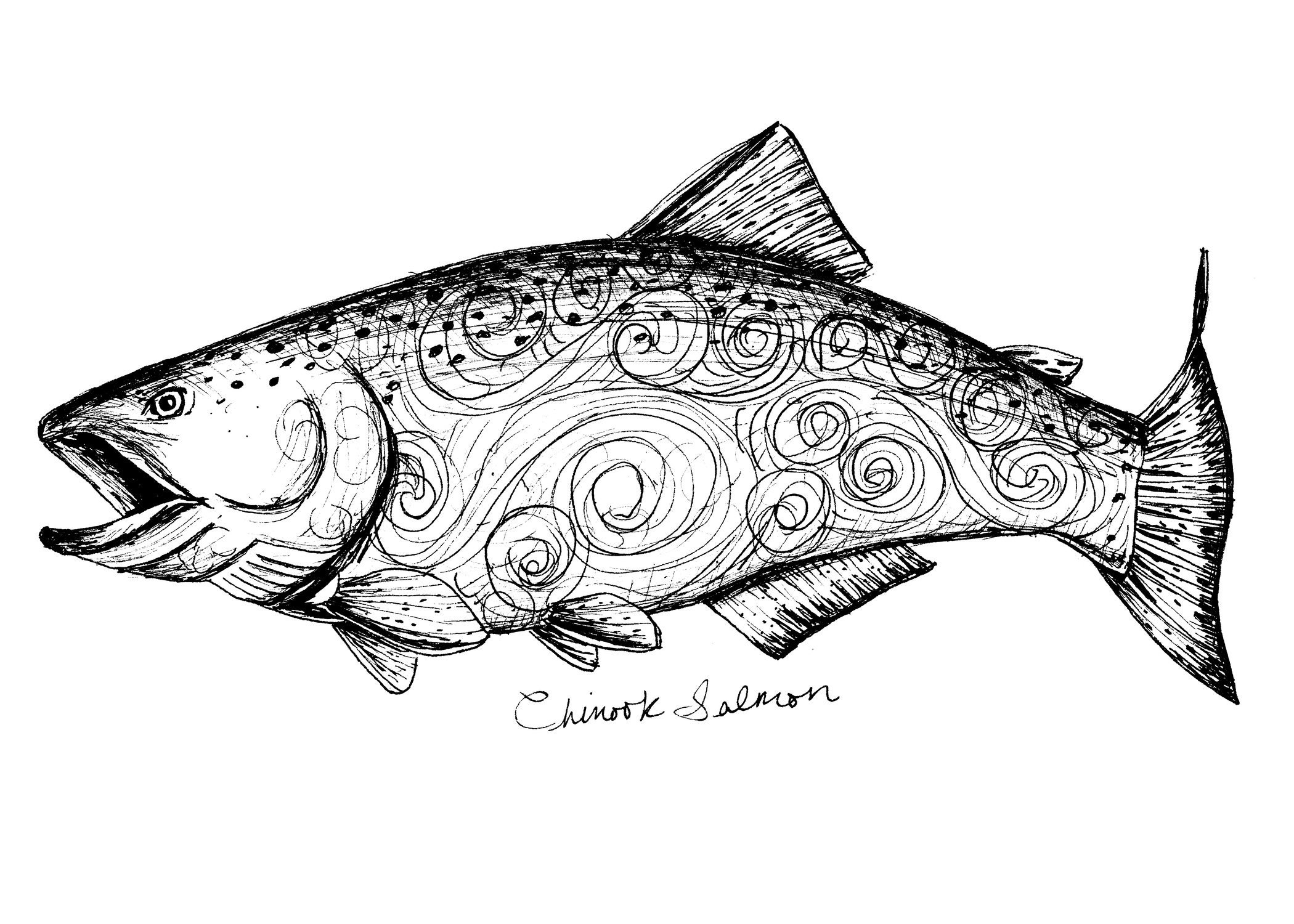 Chinook Salmon Art Print / Salmon Art / Salmon Drawing / Etsy Canada