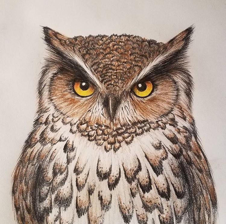 Drawings Of Owls In Color