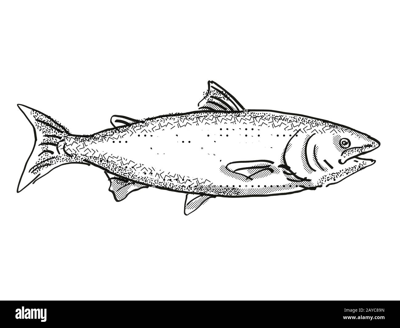 New Zealand King Salmon Fish Cartoon Retro Drawing Stock Photo Alamy