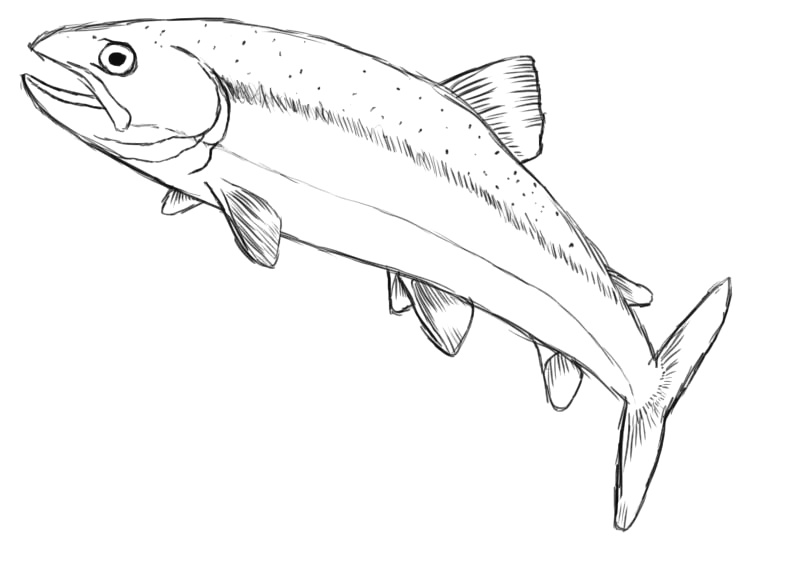 Salmon Drawing Image at Explore collection of