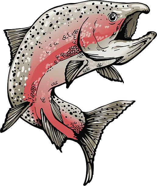 Salmon in spawning colors. vector art illustration Fish drawings