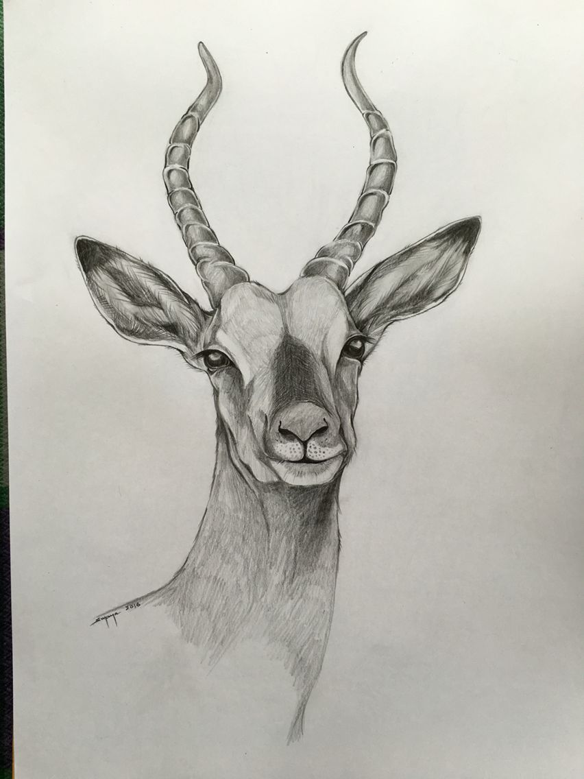 How To Draw An Antelope at How To Draw