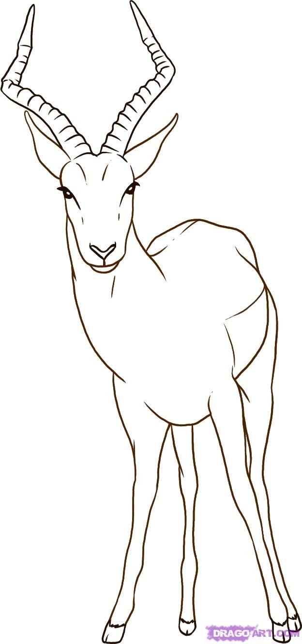 How to Draw an Antelope, Step by Step, safari animals, Animals, FREE