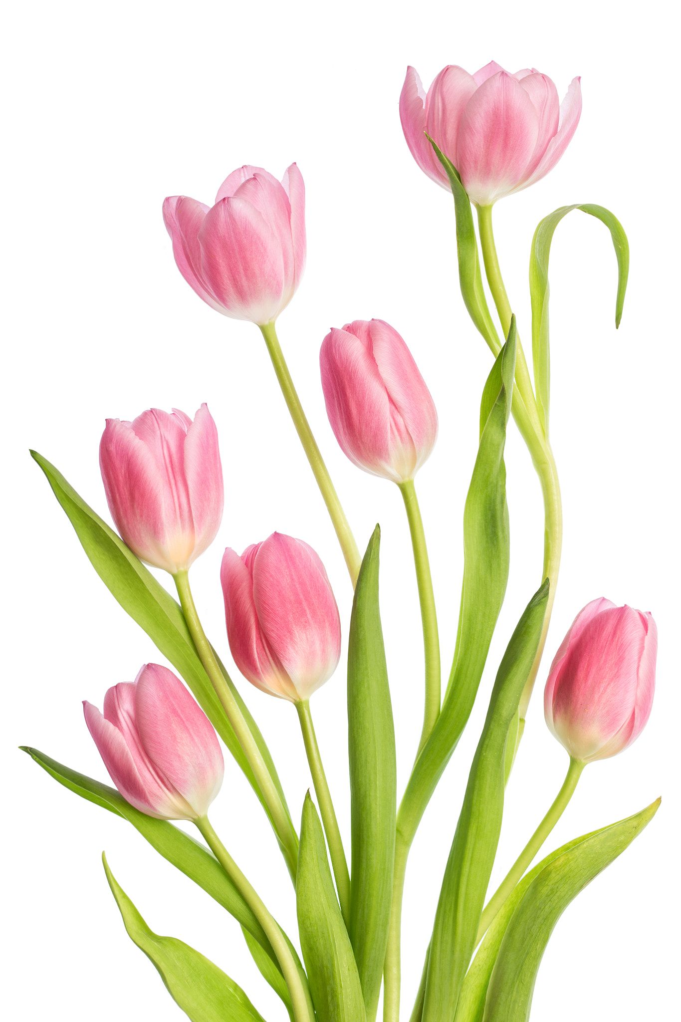 Tulips null Tulips art, Botanical flowers, Flower painting canvas