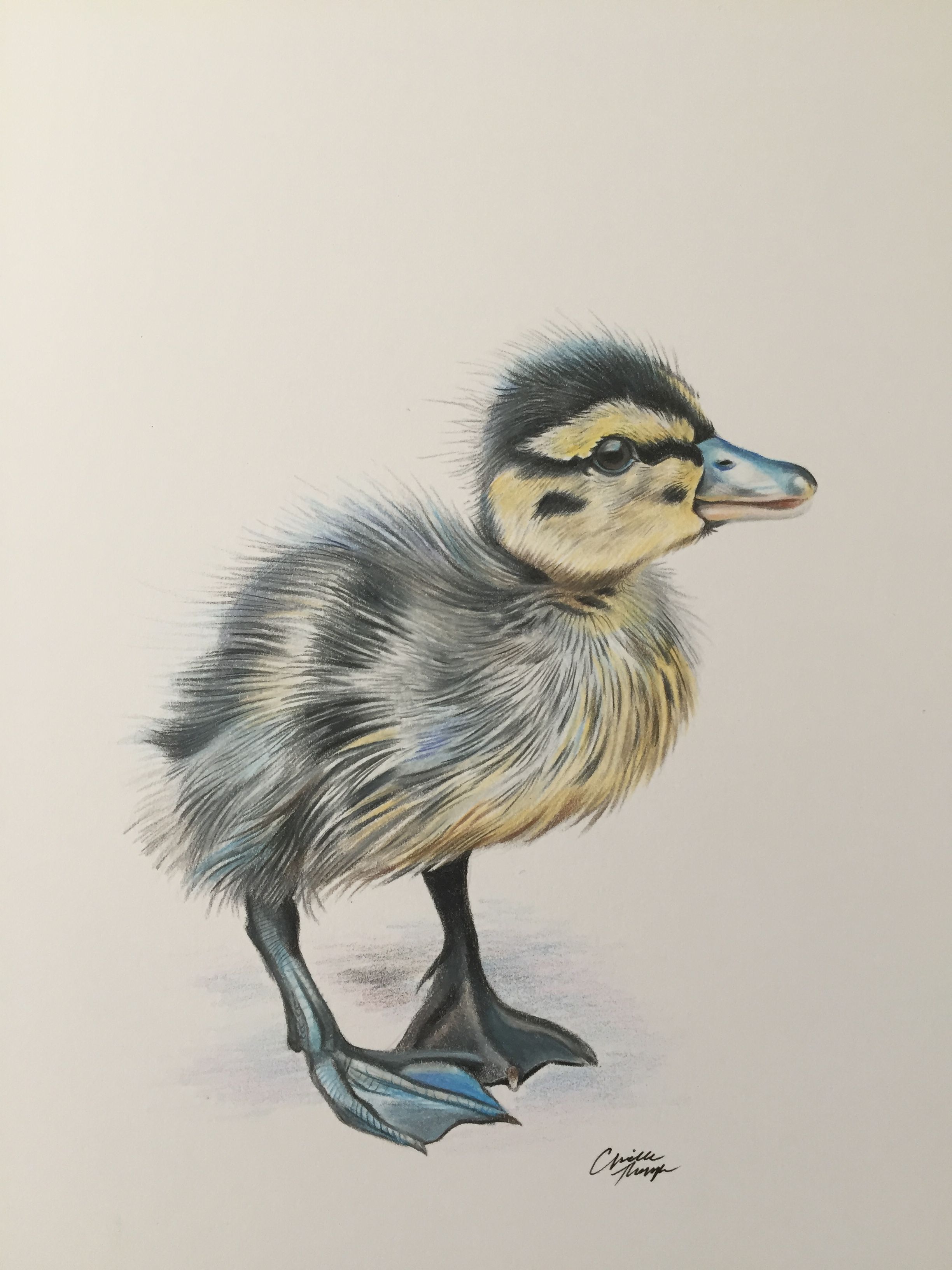 Duckling drawing in colored pencil done by Aprille Thompson www