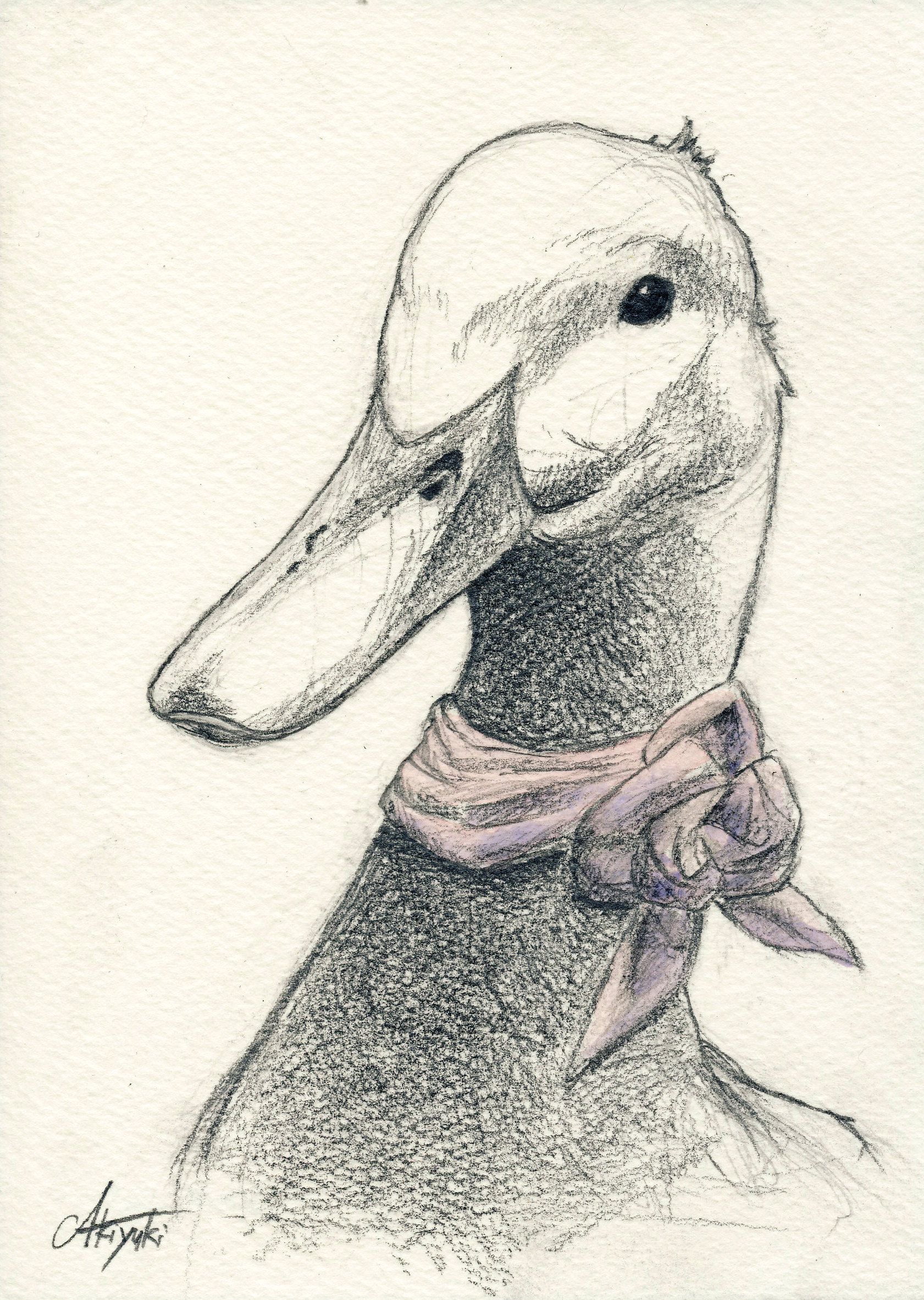 Duck illustration art drawing