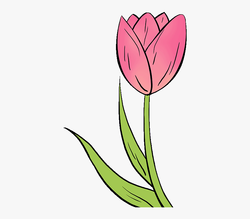 How To Draw Tulip Easy Tulip Flower Drawing, HD Png Download