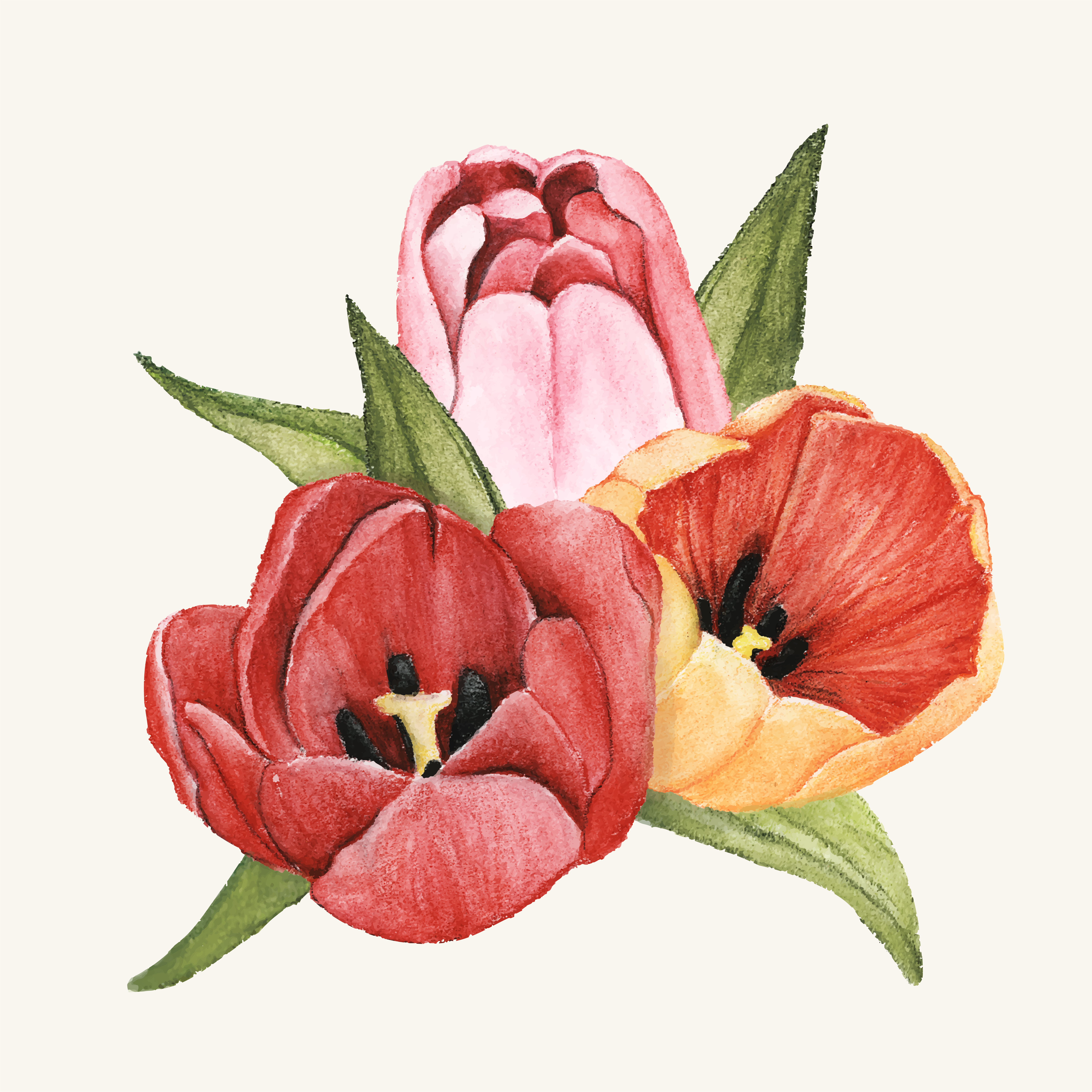 Hand drawn tulip flower isolated Download Free Vectors, Clipart