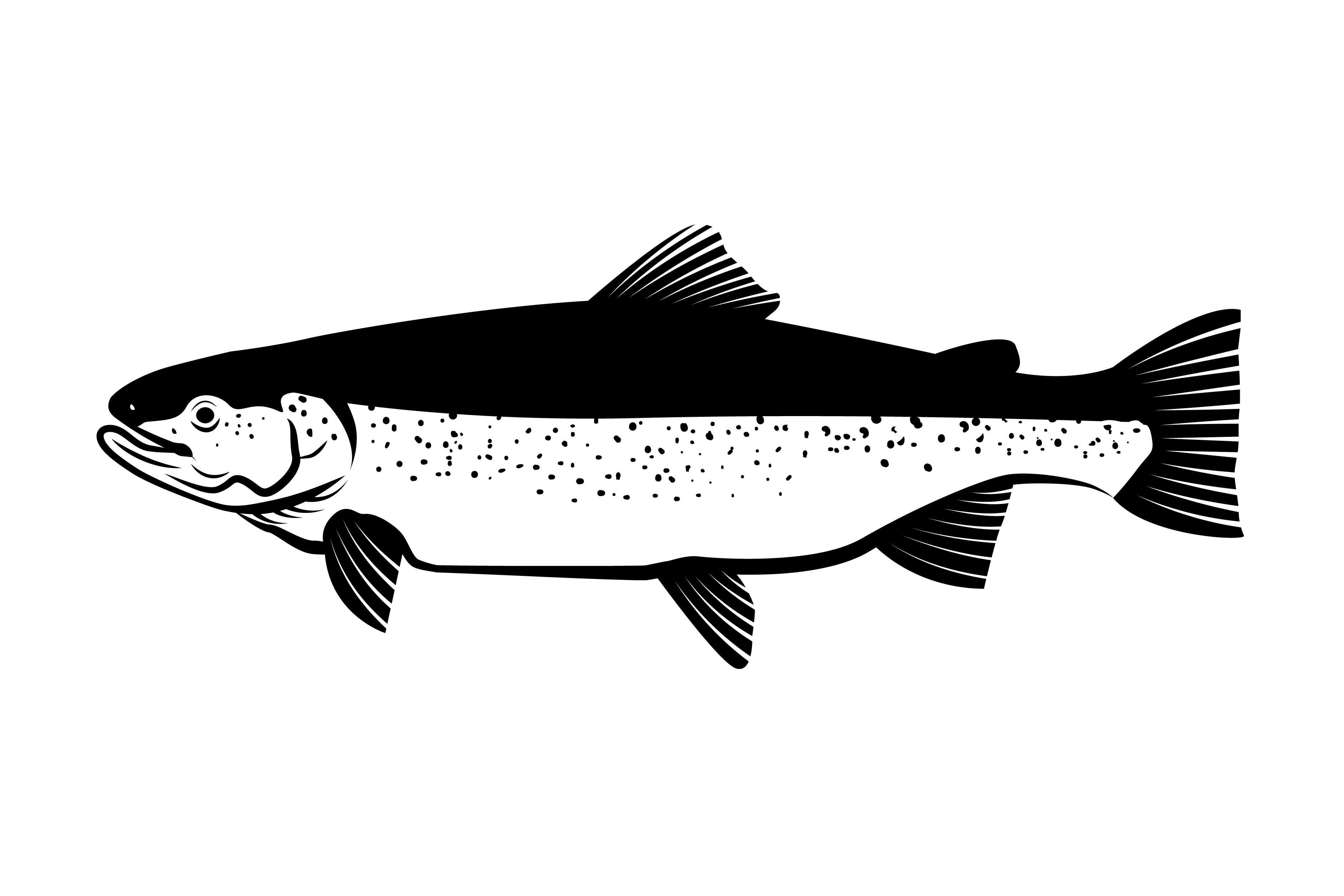 salmon fish drawing illustration vector. 558589 Vector Art at Vecteezy