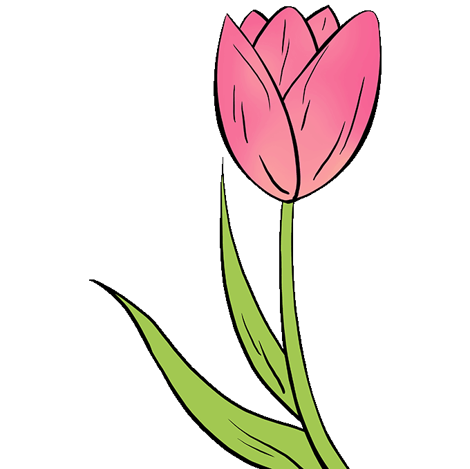 How to Draw a Tulip Really Easy Drawing Tutorial